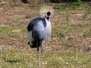 Grey-Crowned Crane (WWT Slimbridge April 2013) - pic by Nigel Key